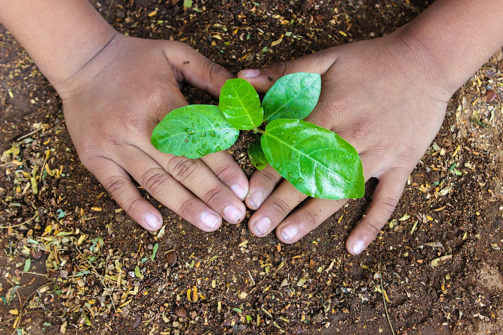International Day of Plant Health