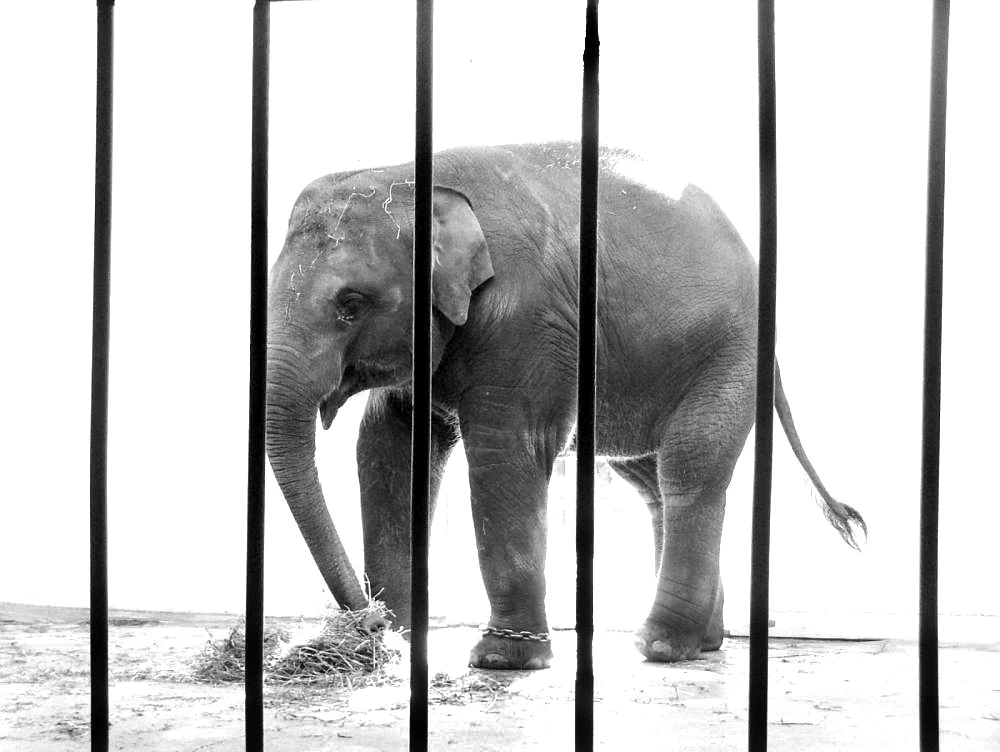 Elephantidae in zoos