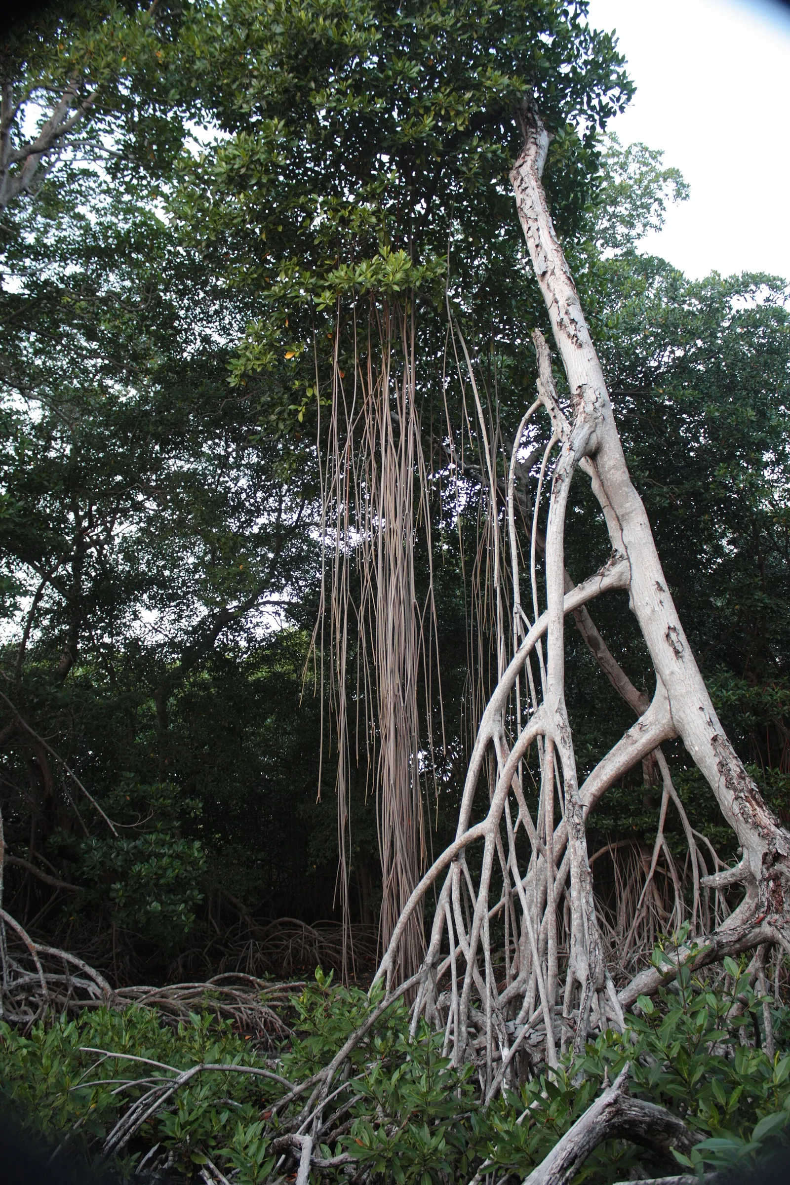 International Day of Conservation of the Mangrove Ecosystem
