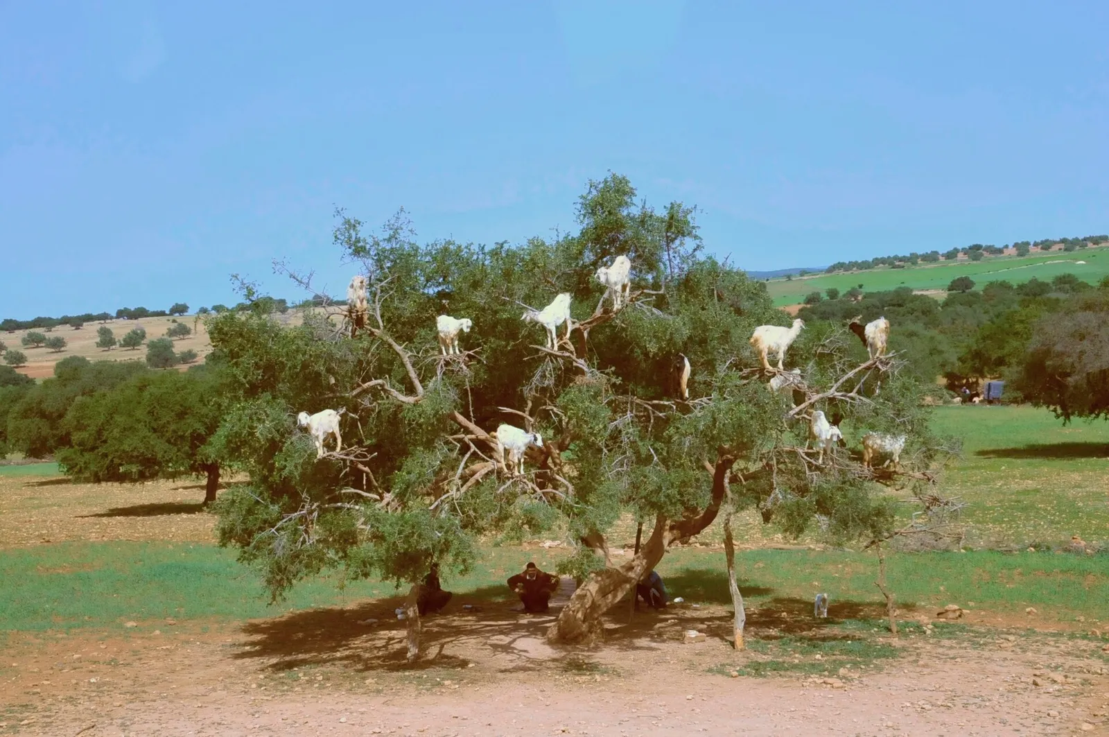 International Day of Argania