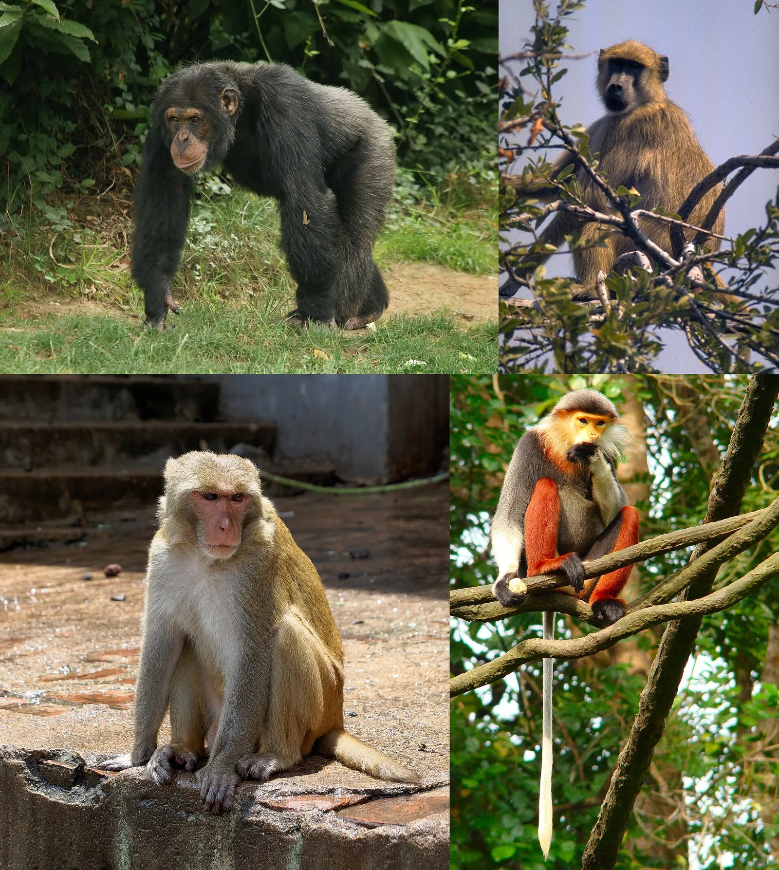 International Primate Day