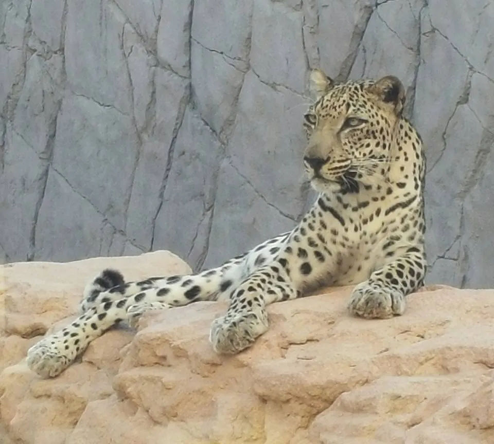 International Day of the Arabian Leopard