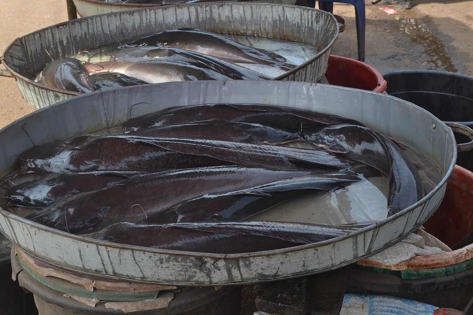 National Catfish Day