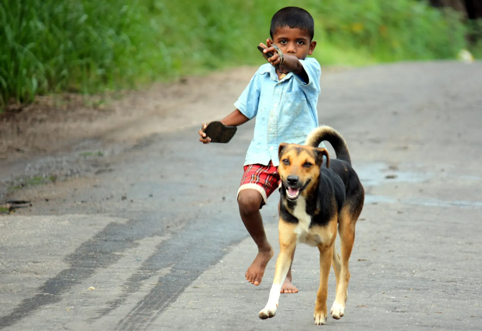 International Dog Day