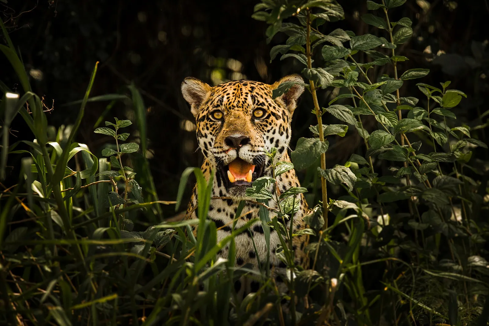 International Jaguar Day