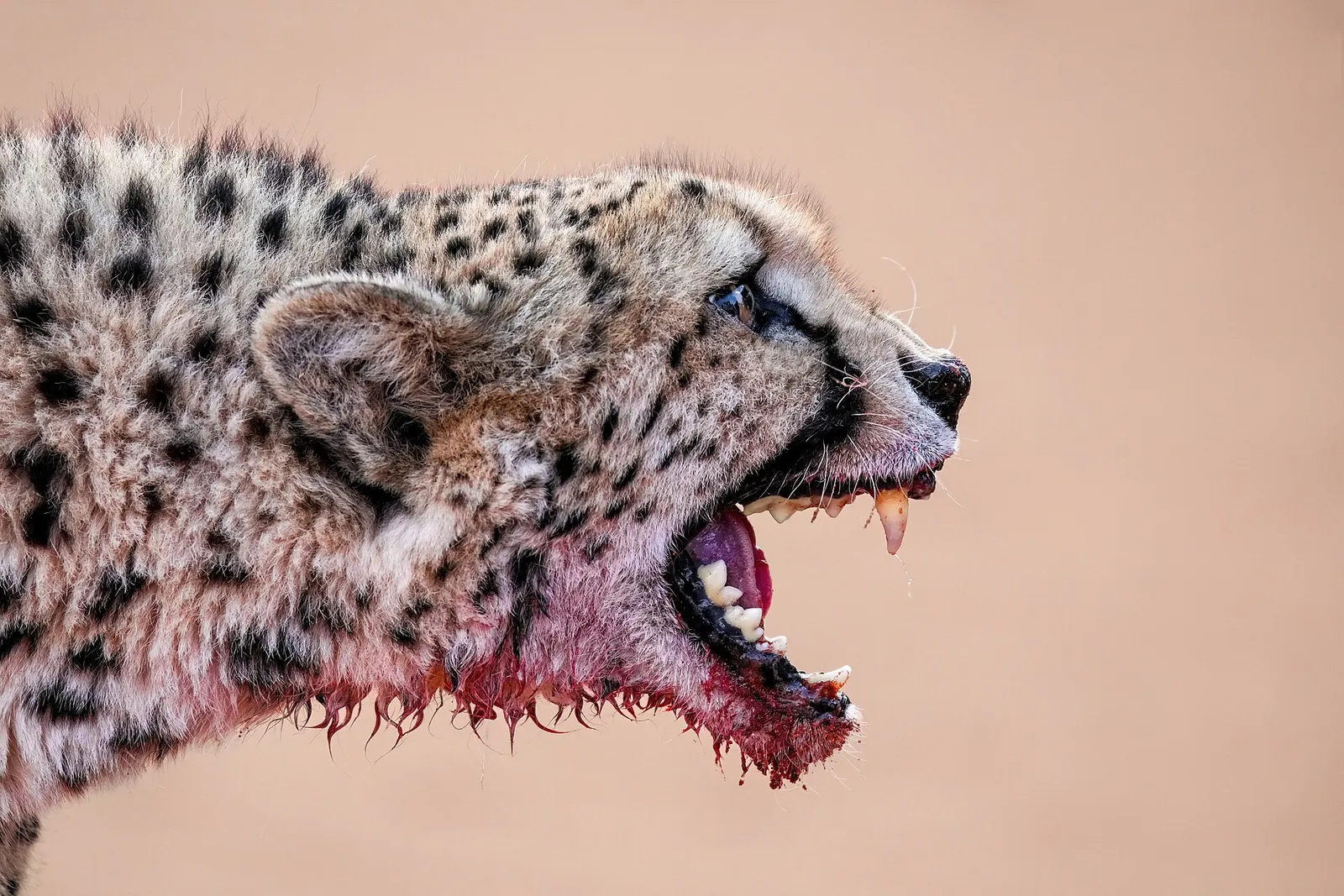 International Cheetah Day
