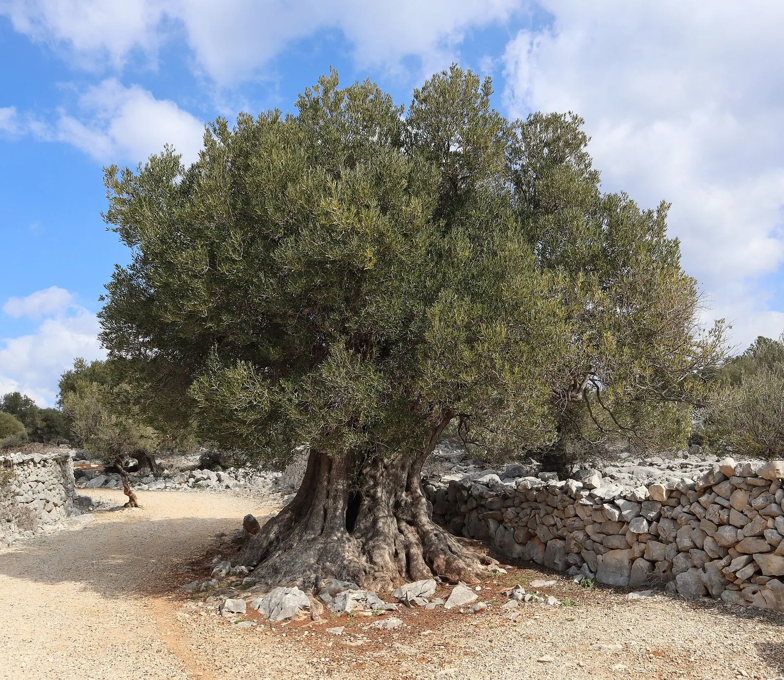 World Olive Tree Day